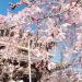 桜の季節の始まり